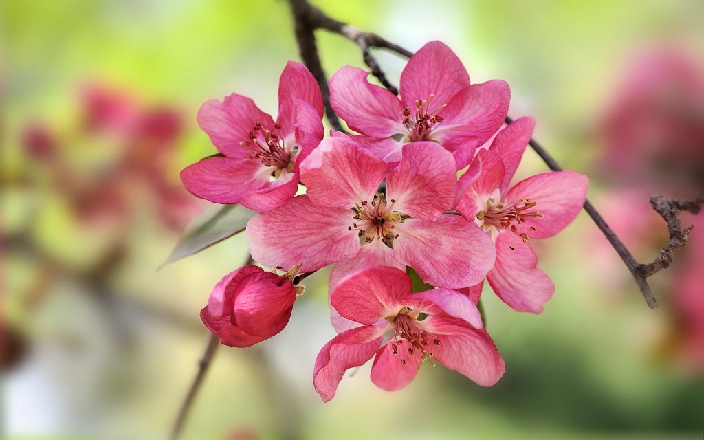florais-de-bach-rosa